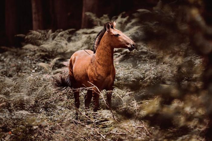 Con Zorse này có tên là Zuri, chỉ mới 1,5 tuổi, thế nhưng đã sở hữu ngoại hình lai vô cùng ấn tượng.