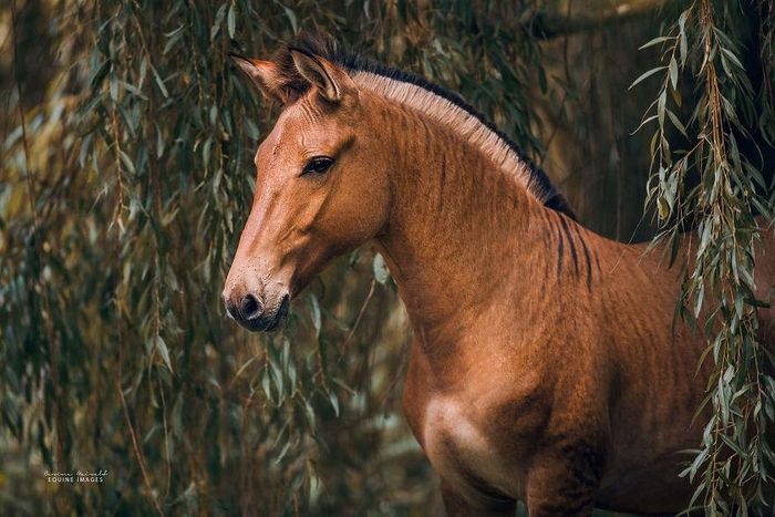 Được biết, ở châu Phi, những con Zorse thường được lai tạo để trở thành động vật chuyên vận chuyển người và hàng hóa qua những địa phương khắc nghiệt.
