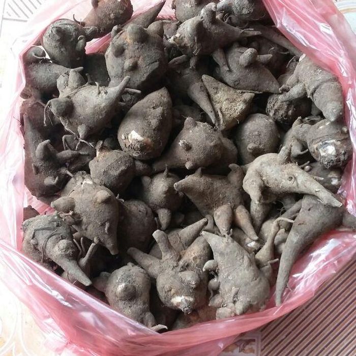 Ấu tẩu mọc trên cạn và chỉ có ở vùng núi cao. Lá của nó giống như lá ngải cứu, mọc trên cạn và chỉ có ở vùng núi cao. Ảnh: shopee.