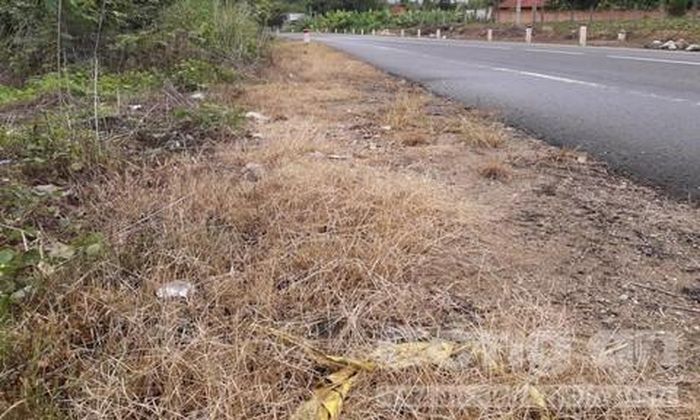 QL24 địa phận H.Kon Rẫy (Kon Tum) người dân cũng phát hiện có hiện tượng phun thuốc diệt cỏ
