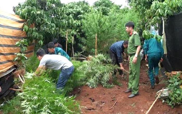 Lực lượng chức năng tiến hành nhổ bỏ, tạm giữ tang vật là cây cần sa tại gia đình bà Hà Thị Quý