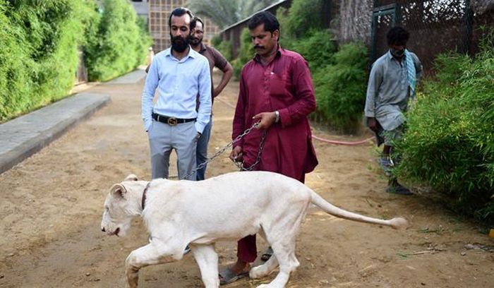 Có khoảng 300 con sư tử được nuôi khắp thành phố Karachi. Ảnh: AFP.