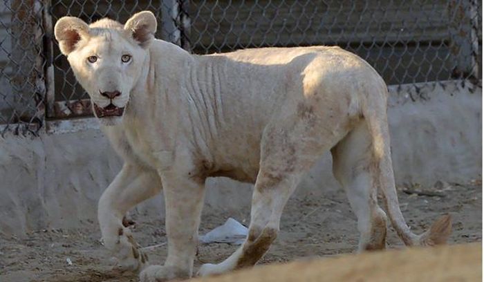 Trường hợp sư tử bị thiếu canxi đang phổ biến tại Karachi. Ảnh: AFP. 