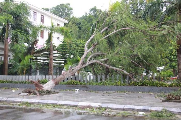 Cây đổ trên các tuyến đường khu du lịch Đồ Sơn