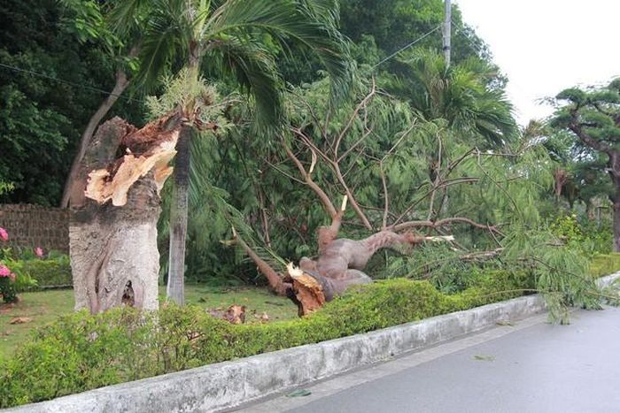 Cây lớn cũng bị gẫy đỗ ở khu vực Hòn Dấu