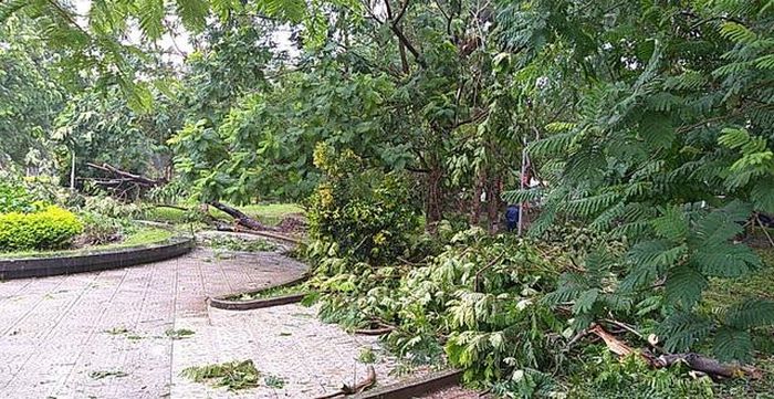 Dải vườn hoa trung tâm cây đổ khắp lối