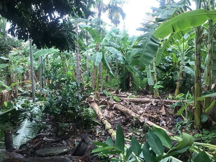 Vườn cuối nhà dân ở huyện Thủy Nguyên tan tác sau bão số 2
