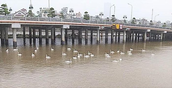 Đàn thiên nga bơi trên hồ Tam Bạc sau bão số 2