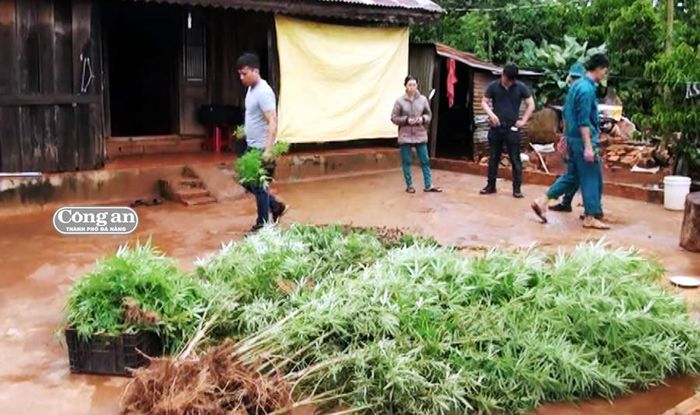 Số cây cần sa đã được nhổ bỏ.