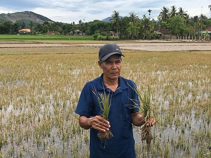 Nhiều diện tích lúa đang sinh trưởng làm đòng vàng cháy vì thiếu nước.