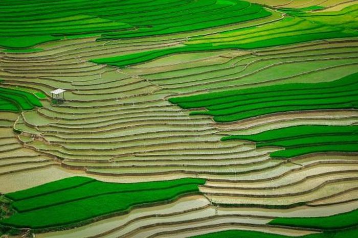 Ruộng bậc thang chờ đổ nước xen lẫn đám mạ xanh non 