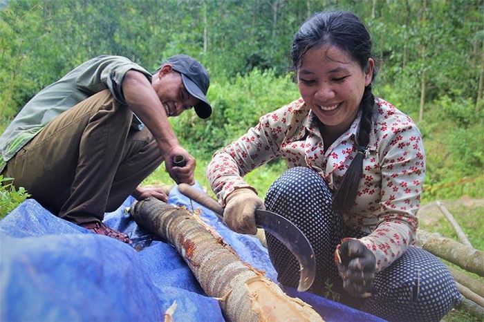  Những cây bời lời cuối cùng được hai vợ chồng chặt bán làm lộ phí đi thi 