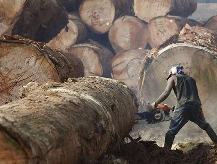  Thợ đốn gỗ: Khai thác gỗ trên các sườn núi là một công việc khá nguy hiểm. Mang theo các thiết bị nặng nề lên dốc, thường là 70-80 độ, rất dễ gây ra tai nạn, đặc biệt là trong điều kiện thời tiết khắc nghiệt. Ngoài ra còn có một nguy cơ rất thực tế là bị thương do cây đổ 