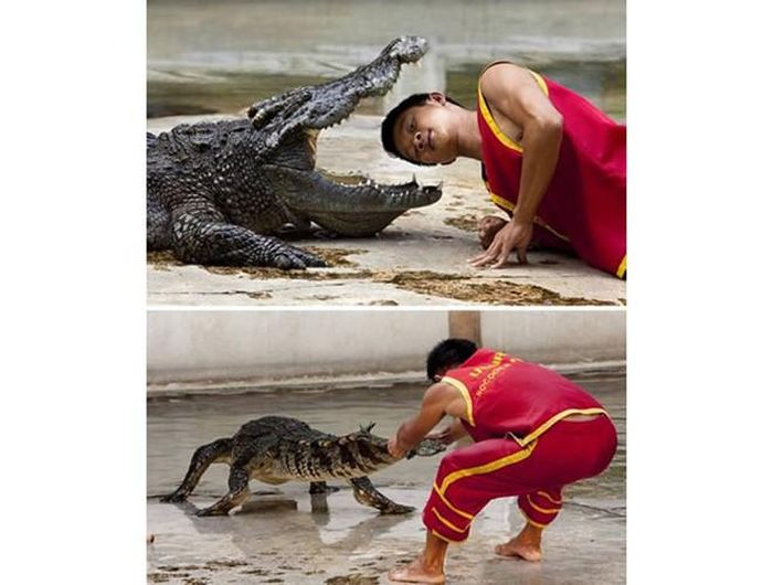  Đô vật cá sấu: Vật lộn với cá sấu là một trong những nghề nguy hiểm, thường xuất hiện ở các khu du lịch. Để chiến thắng trong cuộc vật lộn, các tay vật phải đặt đầu vào giữa hai hàm răng của con cá sấu sống trong khoảng thời gian nhất định. Nghề này đối mặt với mối rủi ro nếu cá sấu "thay đổi tính nết" bất ngờ 