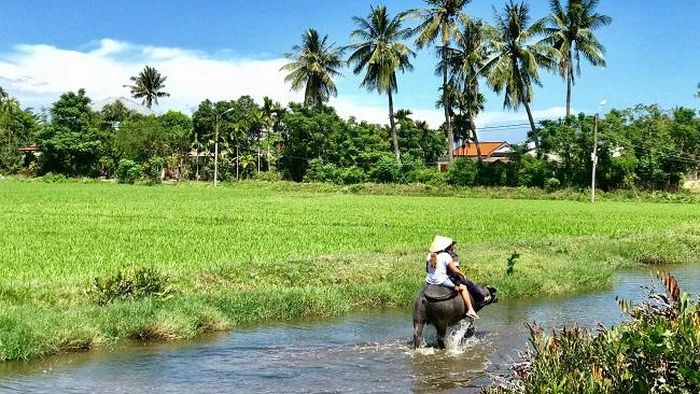 Ngay cả những chú trâu ở Hội An cũng có thể làm du lịch. Ảnh: Lê Quốc Việt.