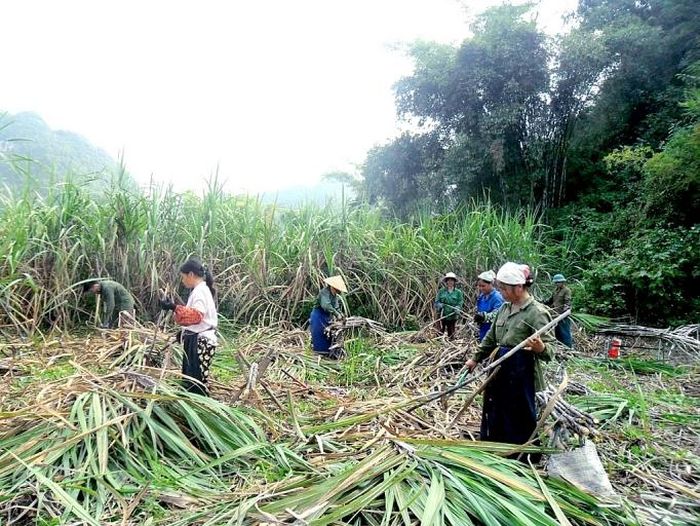 Cây mía có vai trò quan trọng trong phát triển kinh tế của huyện Phục Hòa