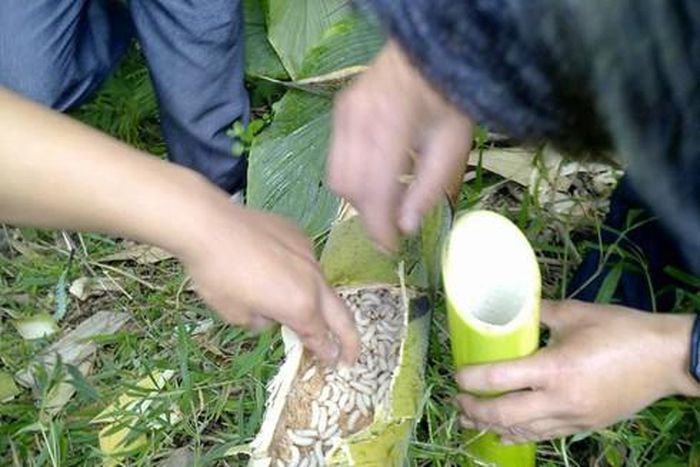 Có những cây tre tụ lại cả kg sâu