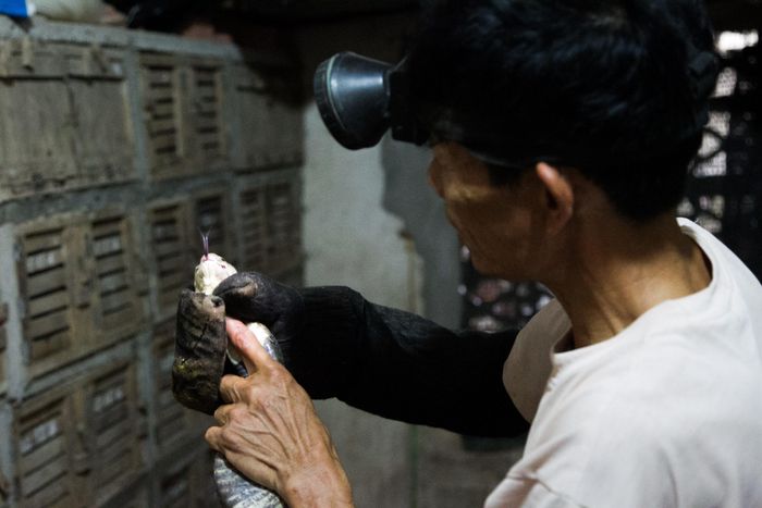 Người dân chăm sóc rắn nuôi hàng ngày.