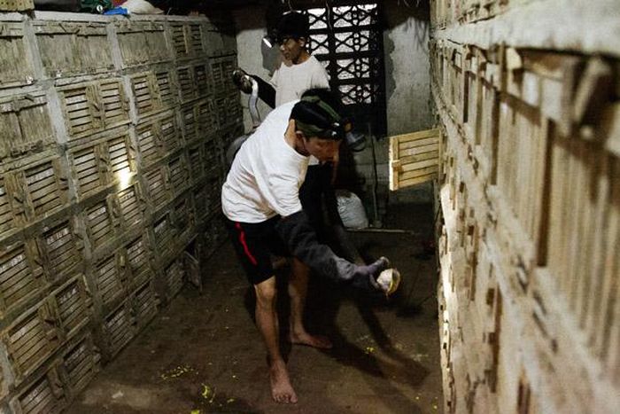 Đến với xã Vĩnh Sơn (tỉnh Vĩnh Phúc) không khó bắt gặp những hộ gia đình nuôi rắn ngay trong nhà.