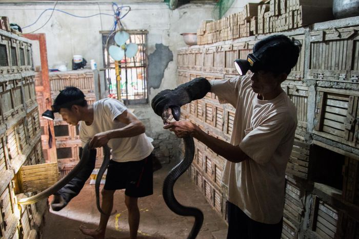 Rắn được nuôi trong những chiếc hang bằng gỗ.