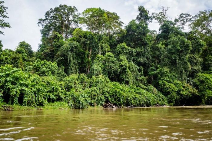 Đi thuyền khám phá các khu rừng nhiệt đới nguyên sinh của Ulu Temburong.