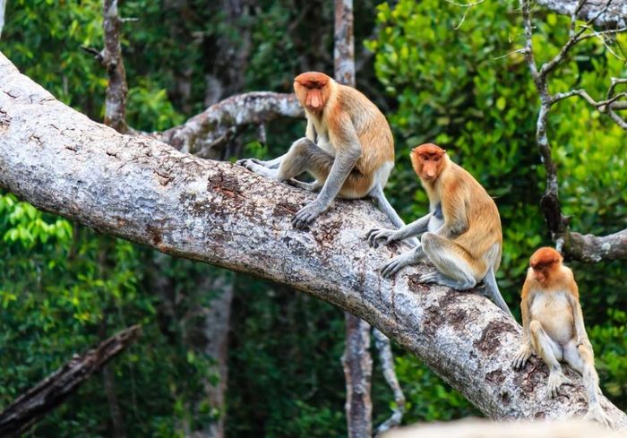 Brunei là một trong những quốc gia mà bạn có thể bắt gặp loài khỉ vòi có nguy cơ tuyệt chủng.