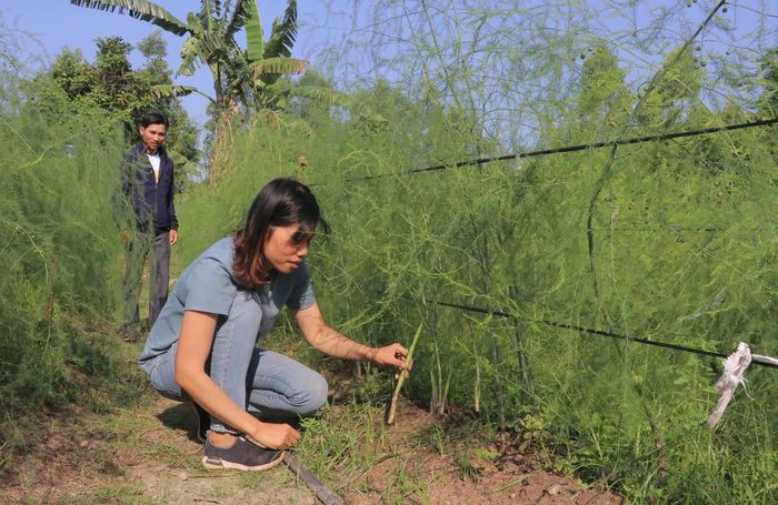 Mô hình trồng măng tây của Hợp tác xã Dịch vụ Nông nghiệp An Bình (thị xã An Khê). Ảnh: Phạm Ngọc