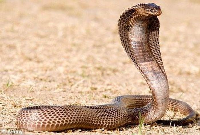 Hổ mang Ai Cập ăn cóc là chính, nhưng cũng săn các loài động vật có vú nhỏ (chủ yếu là động vật gặm nhấm), chim, thằn lằn, trứng và thậm chí cả cá. Trong các sở thú, chúng được được nuôi bằng chuột, trung bình 2 lần mỗi tháng.