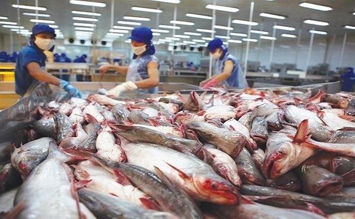 ASEAN là thị trường tiềm năng của cá tra Việt Nam. Ảnh minh họa.