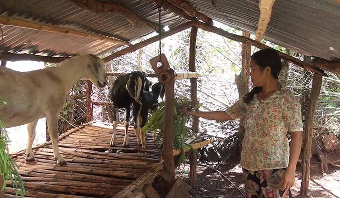 Chị Rơ Lan H'Chah chăm sóc đàn dê. Ảnh: P.N