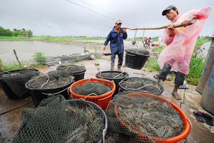 Thời tiết thất thường buộc nông dân phải thu hoạch tôm đồng loạt để tránh rủi ro khiến nguồn cung tăng cao, áp lực giảm giá.