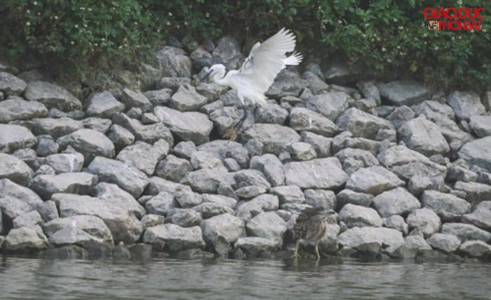 Nhẩn nha tìm mồi.