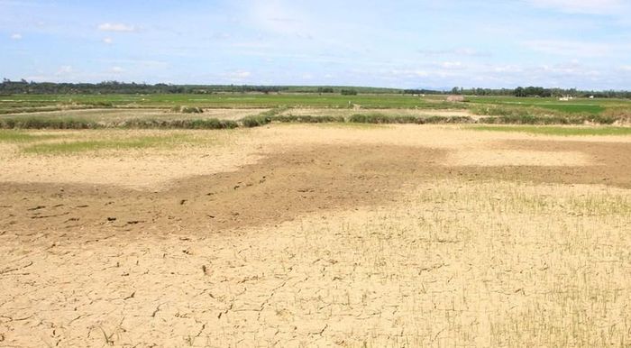 Toàn tỉnh Quảng Trị có khoảng 2.800 ha lúa bị thiếu nước trầm trọng. (Ảnh: Thanh Thủy/TTXVN)