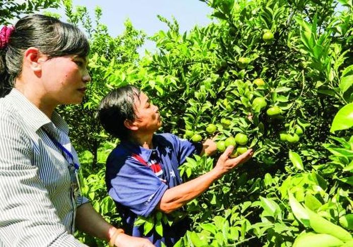 Gia đình ông Lừ Ngọc Lân ở Ấp 2, xã Phú Lý, huyện Vĩnh Cửu vay 30 triệu đồng chương trình hộ cận nghèo đầu tư cải tạo vườn trồng cây ăn quả như: soài, quýt, bưởi cho hiệu quả kinh tế cao