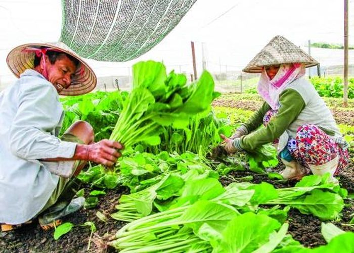 Nhiều hộ gia đình ở phường Trảng Dài, thành phố Biên Hòa được vay vốn NHCSXH đầu tư nhà lưới, máy móc làm nghề trồng rau cho thu nhập ổn định