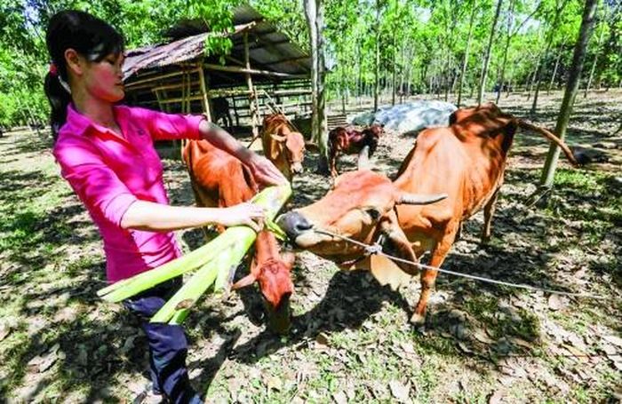 Gia đình chị Bùi Thị Lương, dân tộc Tày ở ấp Lý Lịch 1, xã Phú Lý, huyện Vĩnh Cửu (Đồng Nai) quê gốc Lục Ngạn (Bắc Giang) được vay 50 triệu đồng chương trình hộ nghèo từ năm 2015 đầu tư cải tạo vườn trồng cao su, nuôi bò sinh sản, nay vườn cao su chuẩn bị cho thu hoạch, đàn bò 4 con, gia đình có cơ hội thoát nghèo bền vững