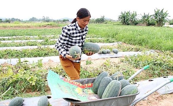 Bà con phấn khởi thu hoạch dưa hấu