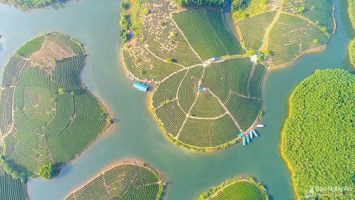 Quang cảnh đảo chè khu vực đập Cầu Cau (Thanh Chương). Ảnh: Nguyễn Thanh Hải