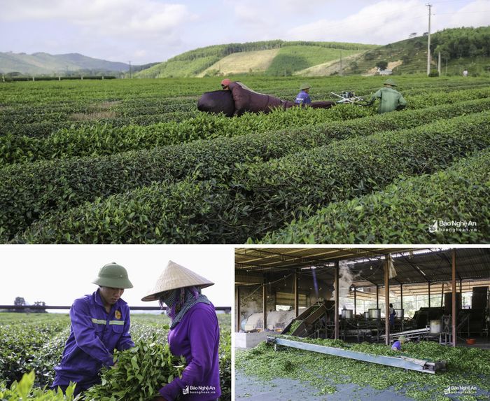 Thu hoạch, chế biến chè ở Thanh Chương. Ảnh tư liệu: Mai Hoa
