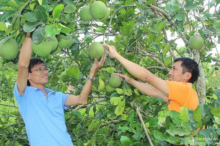 Bưởi Diễn cho năng suất cao ở xã Thanh Liên (Thanh Chương). Ảnh: Nguyên Sơn