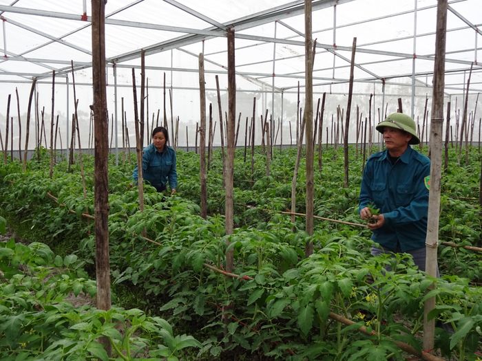 Mô hình rau nhà lưới của gia đình chị Hà Thị Sương tại xã Hồng Thành (Yên Thành). Ảnh: Minh Chi