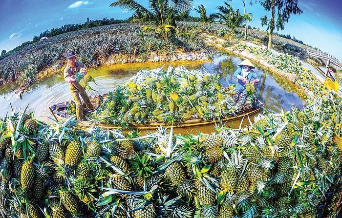 Khám phá vùng trồng khóm đặc sản Cầu Đúc
