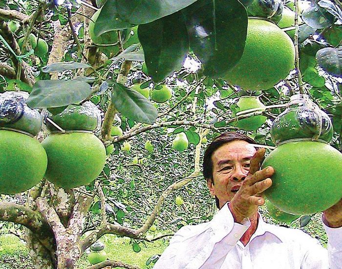 Bưởi hồ lô độc đáo của nhà vườn huyện Châu Thành