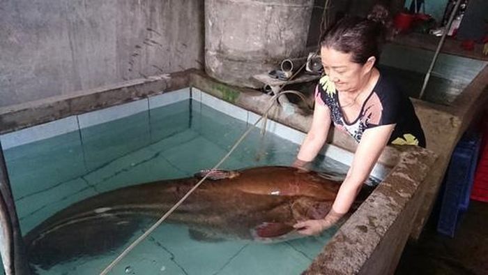 Con cá leo nặng 80kg