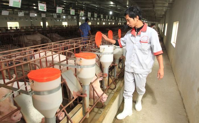 Chăn nuôi lợn trên địa bàn xã Vạn Thái, huyện Ứng Hòa. Ảnh: Phạm Hùng