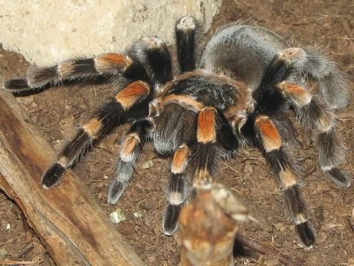 Nhện Tarantula - một trong những loài nhện lớn nhất thế giới