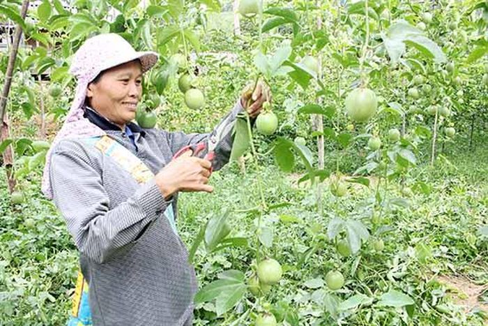 Người dân bản Tường Han, xã Mường Do (Phù Yên) chăm sóc vườn chanh leo.