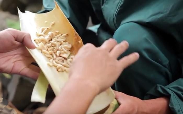 Bắt sâu tre cần có kinh nghiệm.