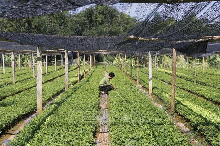 Cán bộ Hạt Kiểm lâm huyện Văn Yên (Yên Bái) chăm sóc quế giống với người dân. Ảnh: Việt Dũng - TTXVN