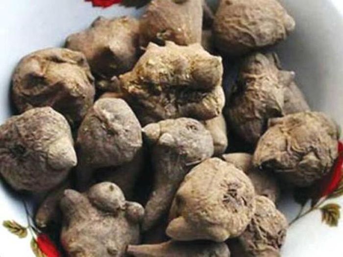 Củ ấu tẩu có thể dễ dàng tìm thấy ở một vài tỉnh vùng cao miền Bắc như Cao Bằng, Lào Cai...